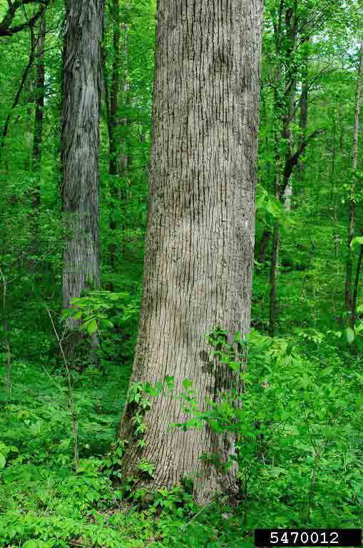 American basswood bark on mature tree