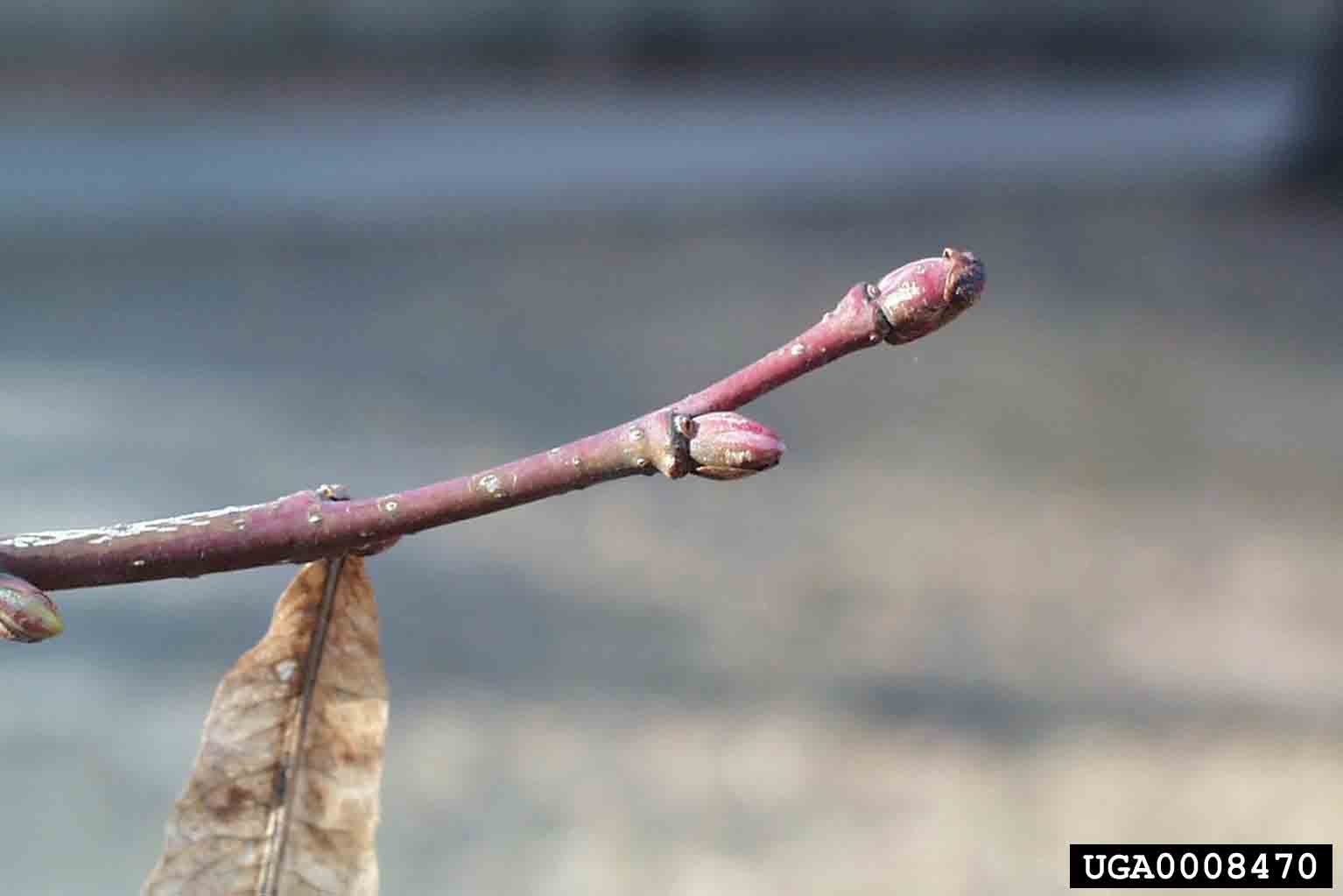 American basswood twig with buds