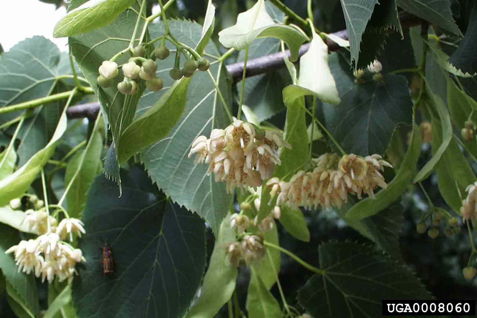 American basswood flowers