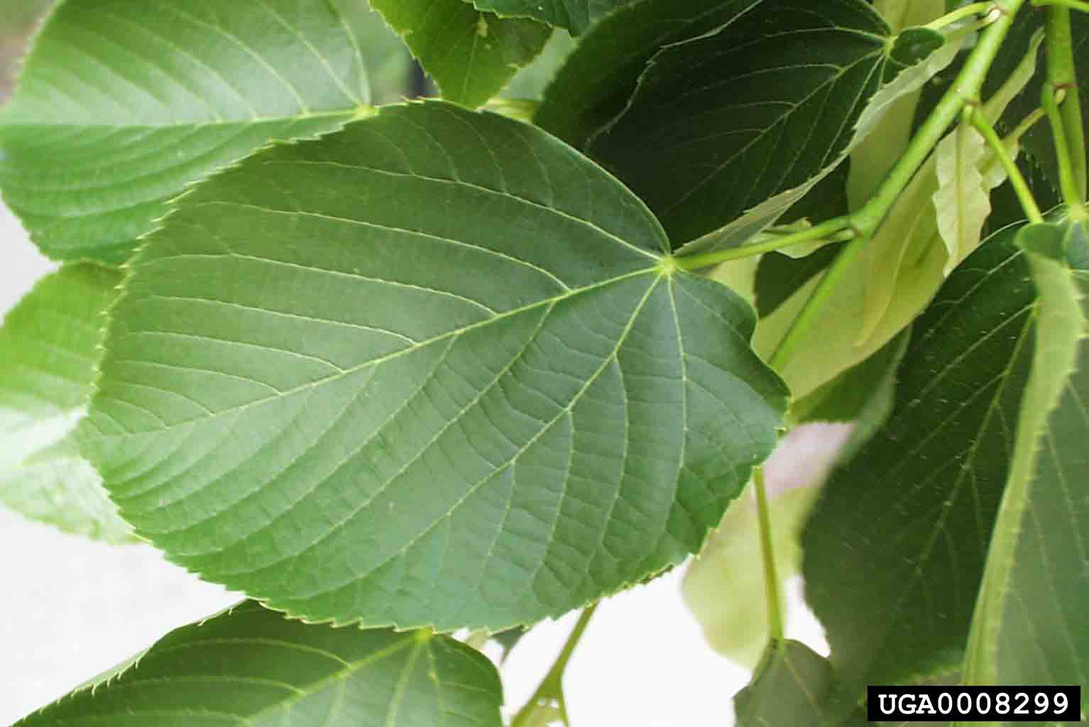 American basswood leaf, showing toothed margins