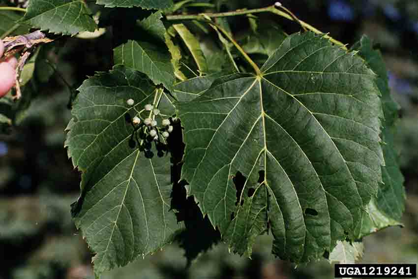 American basswood leaf