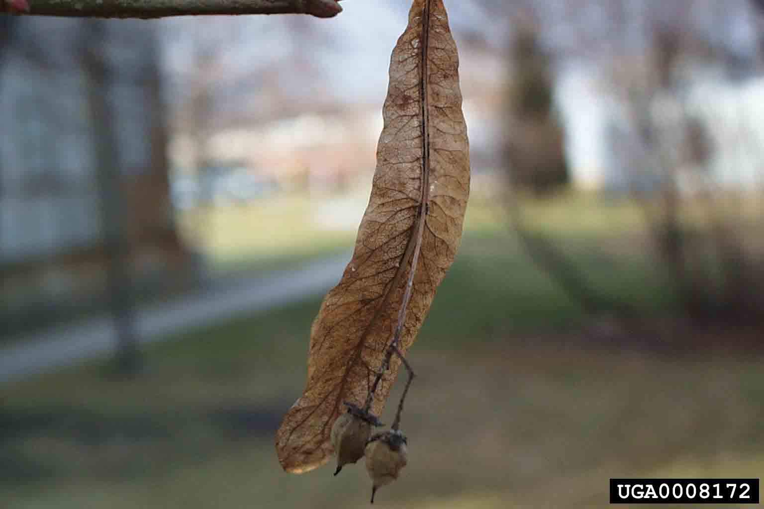 American basswood fruit, showing long papery bract
