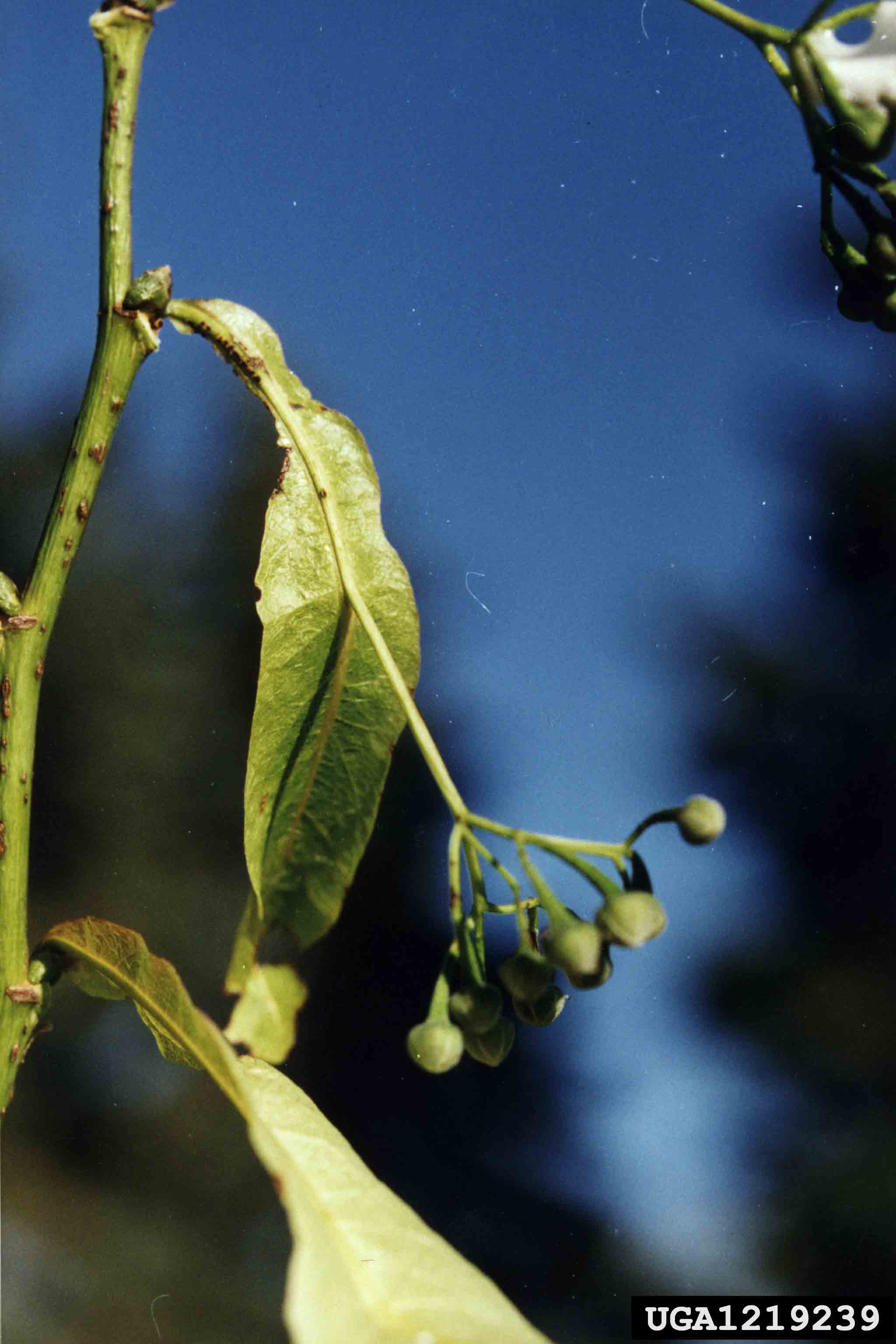 American basswood fruit, showing long papery bract