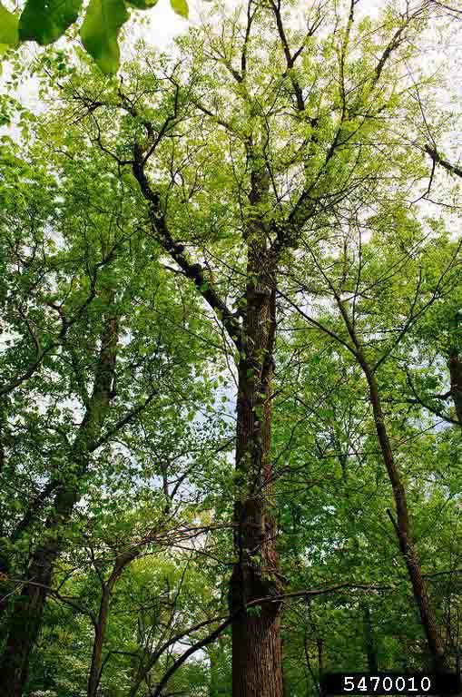 American basswood tree