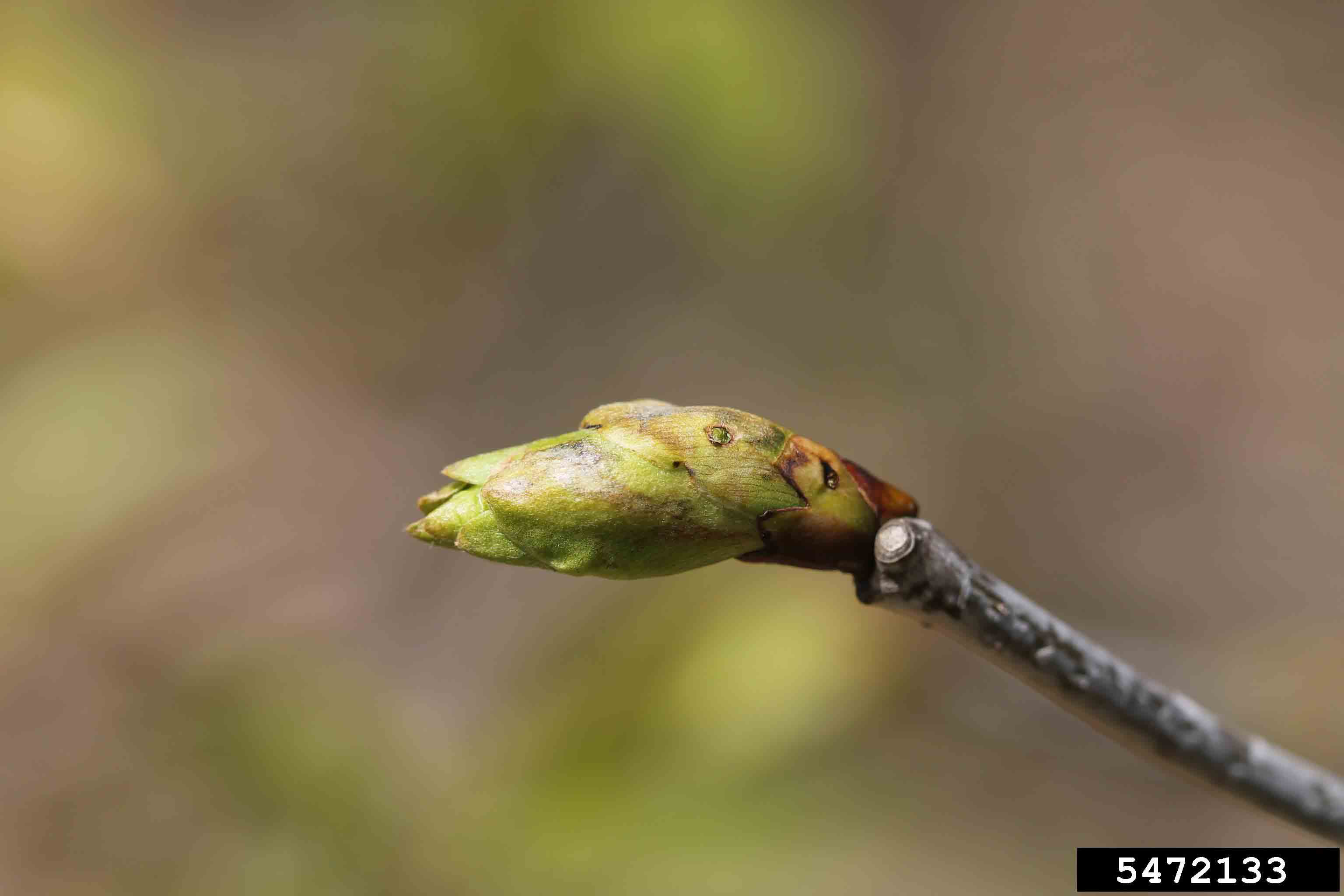 American basswood twig with bud