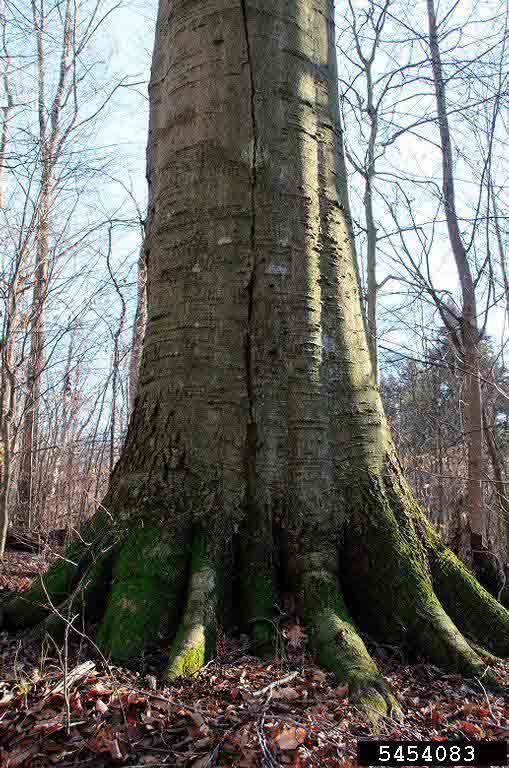 American beech trunk