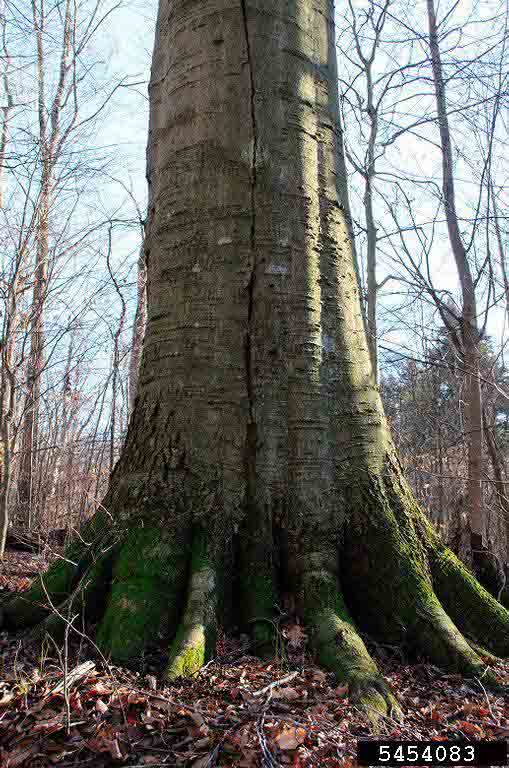 American beech bark on mature tree
