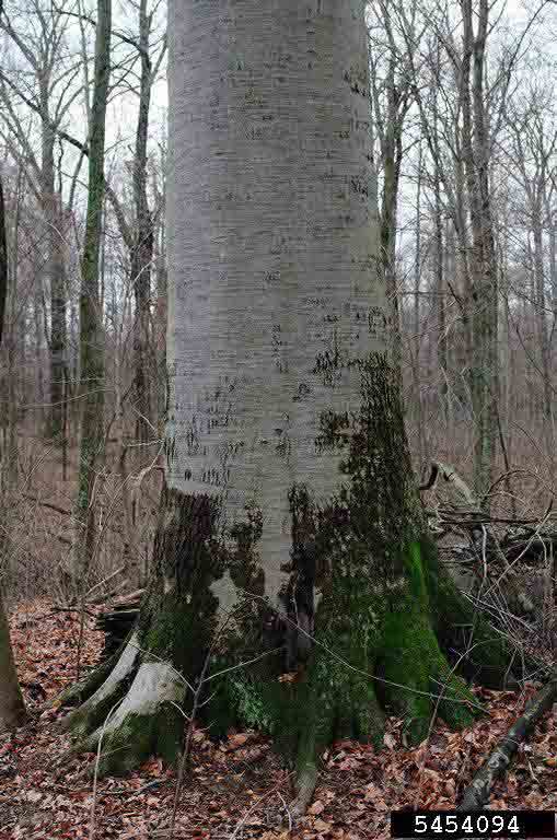 American beech bark on mature tree
