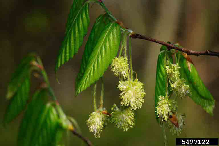 American beech flowers and new leaves