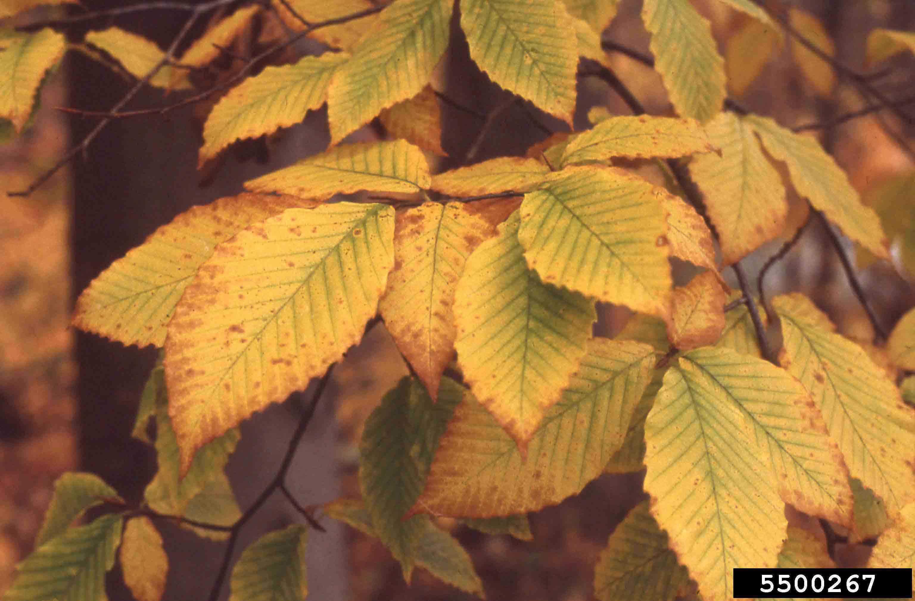 American beech foliage, fall