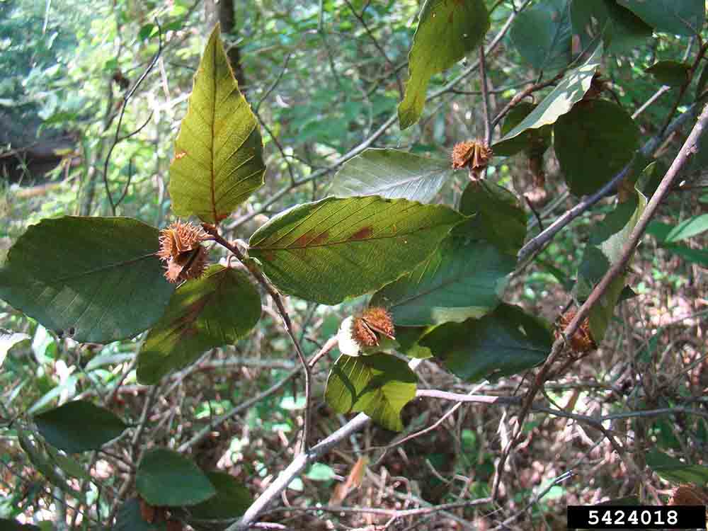 American beech burs opened