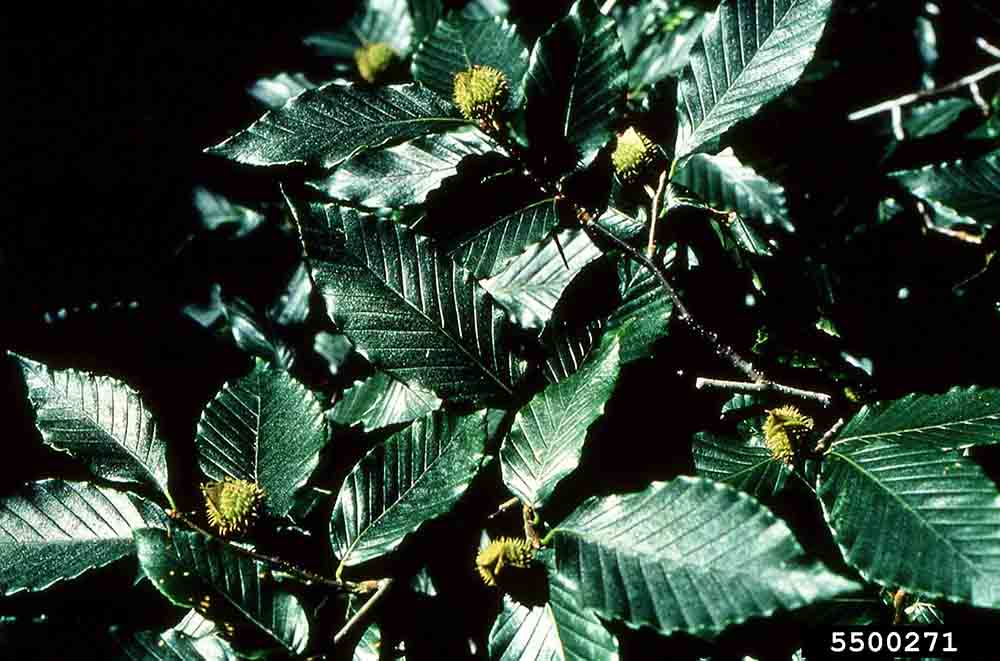 American beech burs and leaves