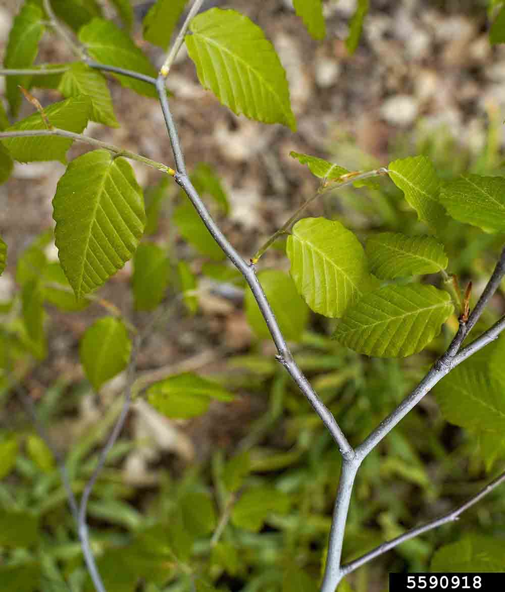 American beech stem, zigzag, with leaves showing coarsely toothed margins