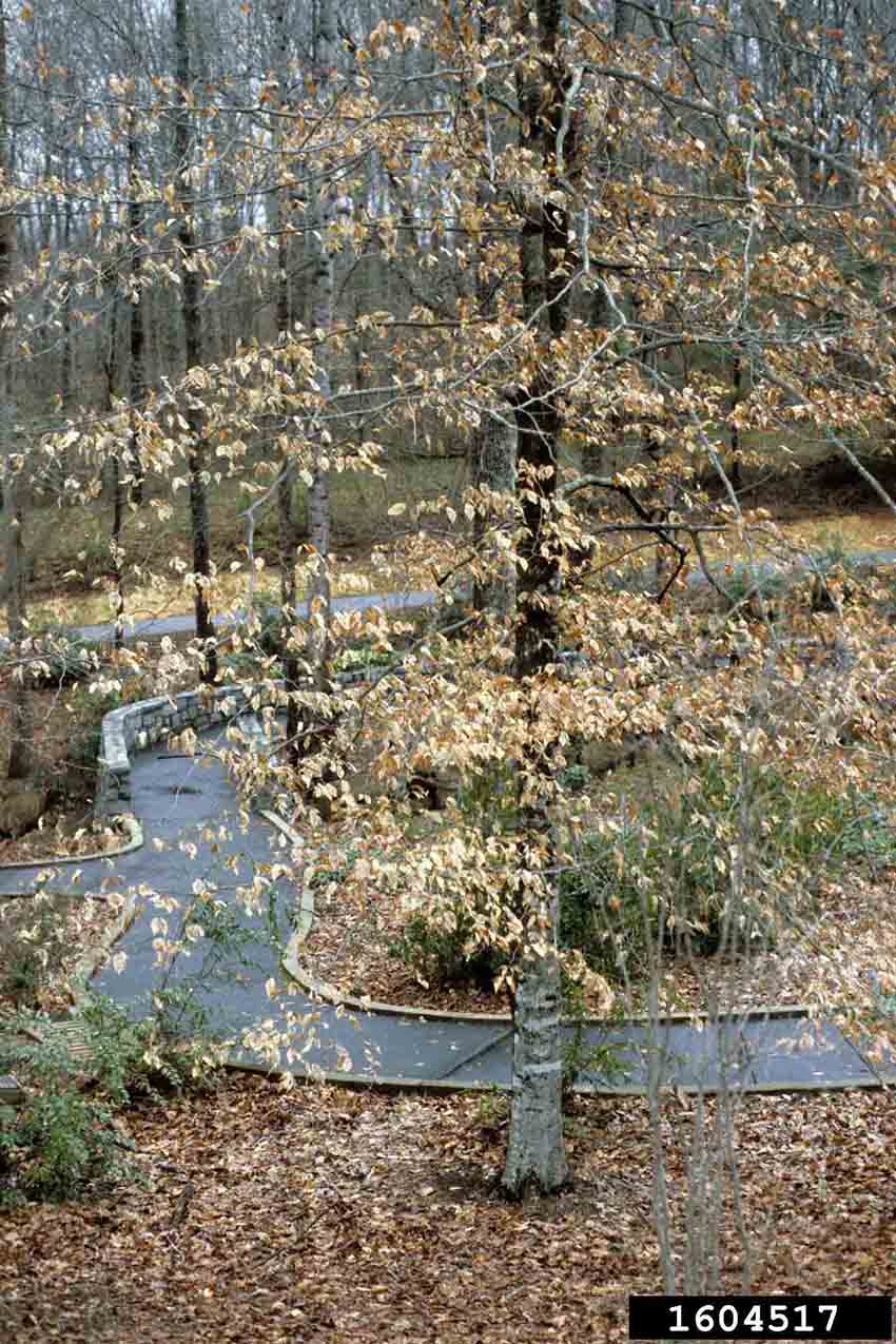 American beech tree