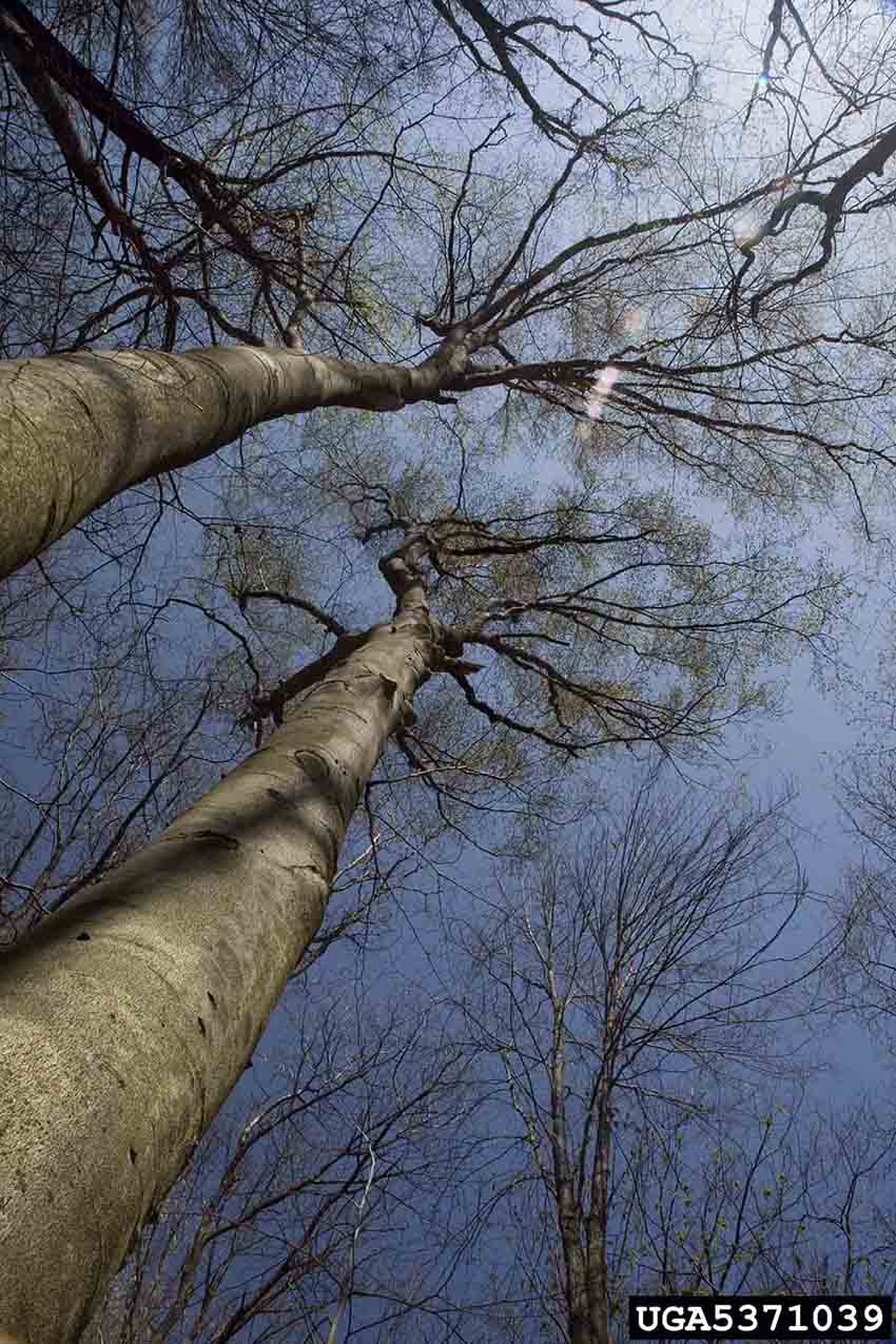 American beech trees, branching habit, winter
