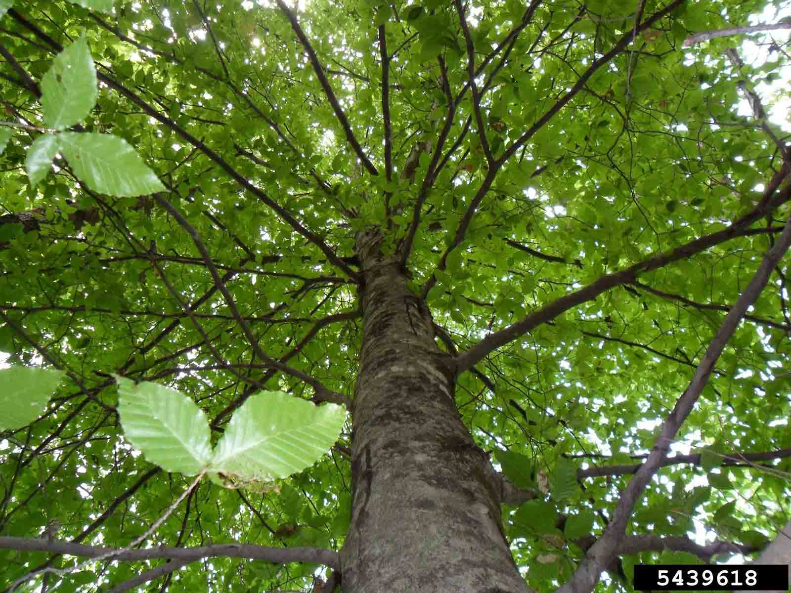 American beech tree, branching habit