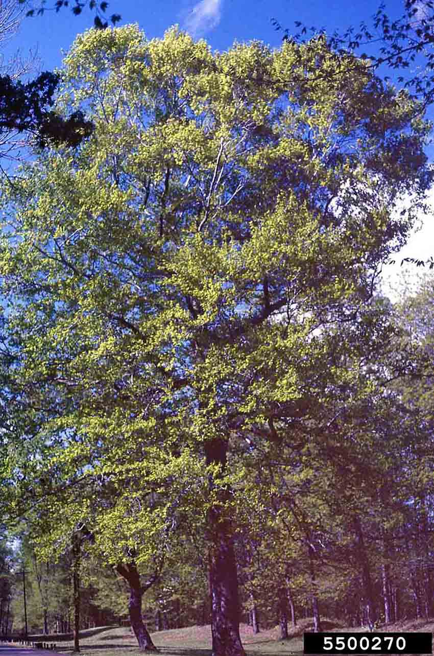American beech tree