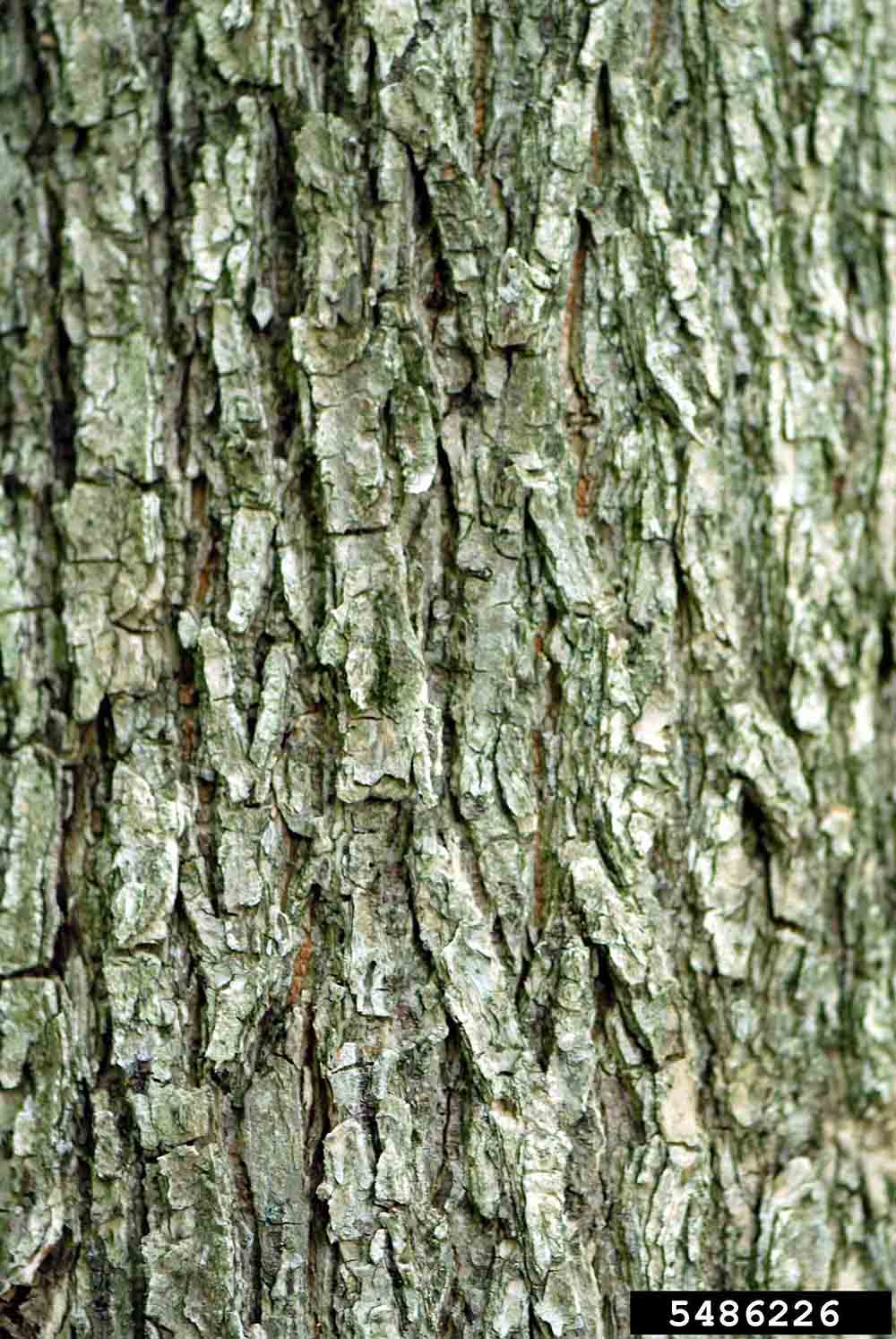 American elm bark on mature tree