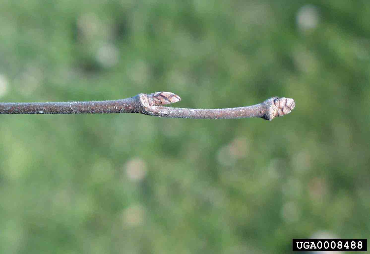 American elm twig with buds