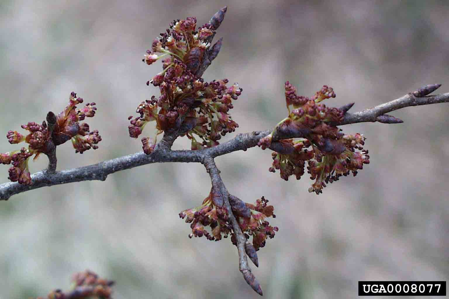 American elm flowers