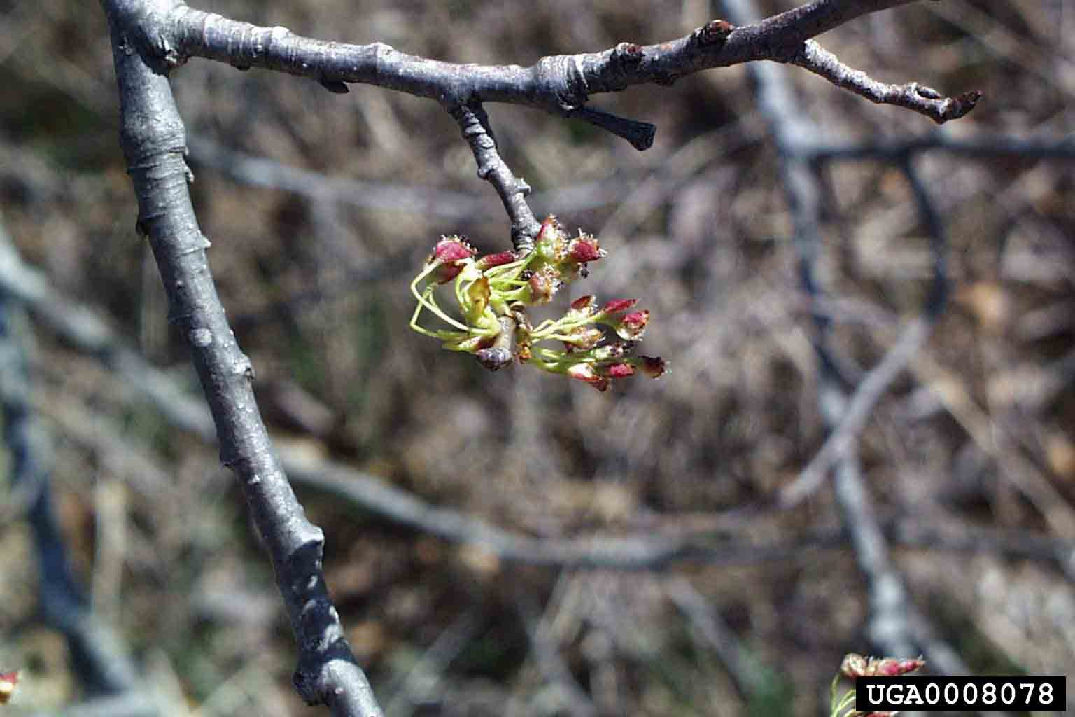 American elm flower cluster