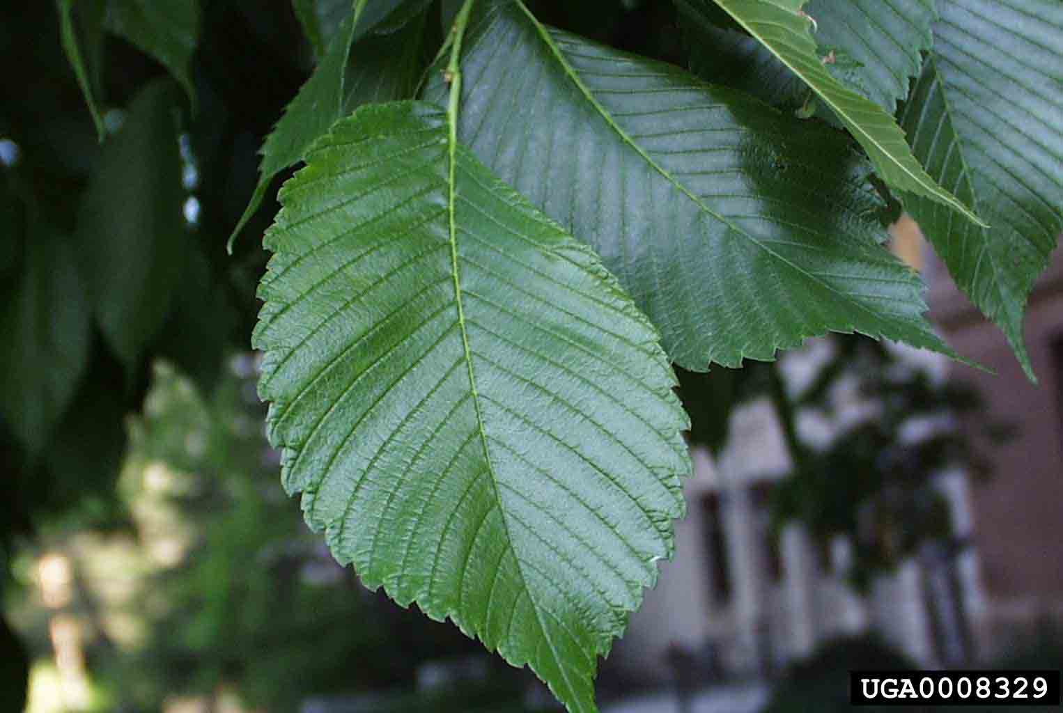 American elm leaf, showing unsymmetrical base
