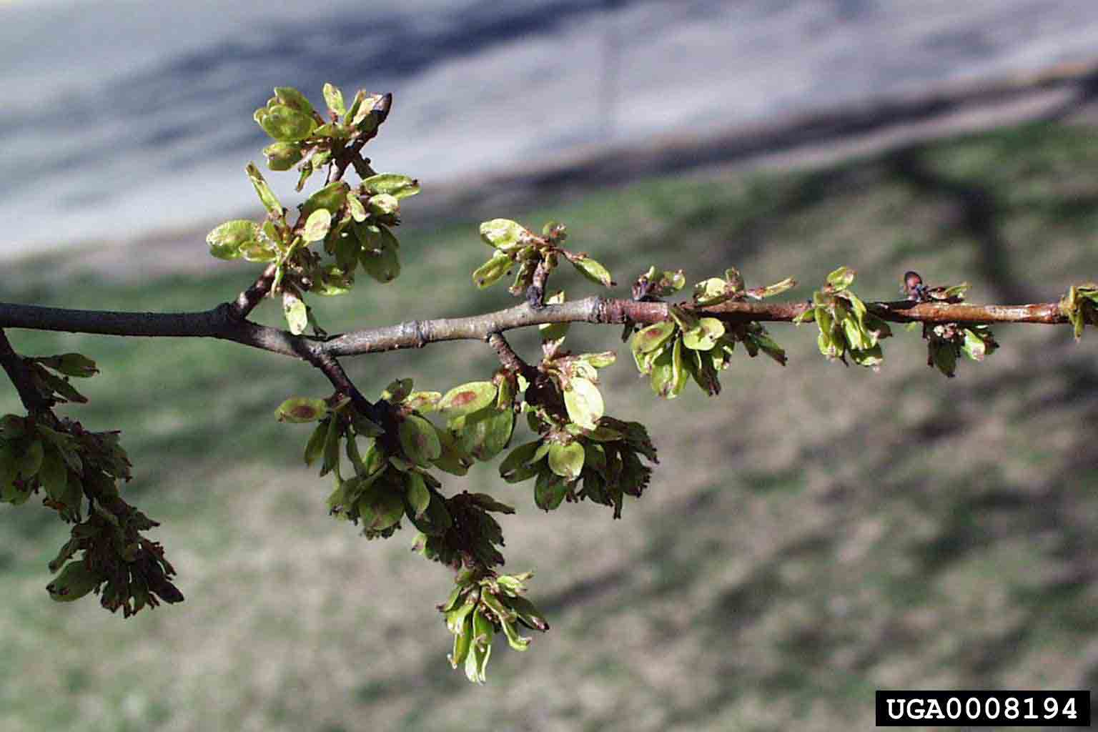 American elm fruit