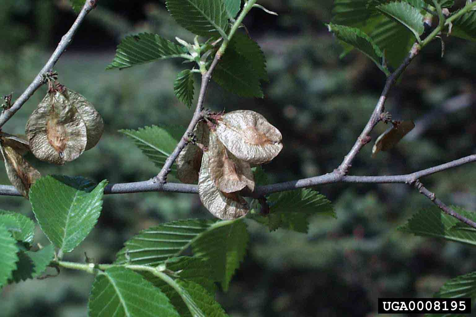 American elm fruit, a samara with a notched tip