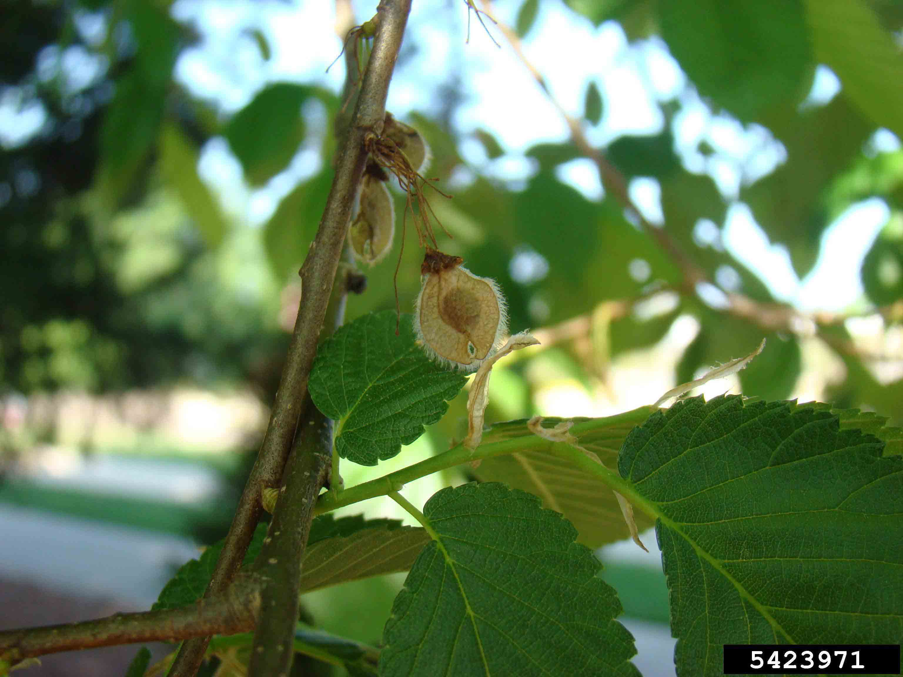 American elm fruit