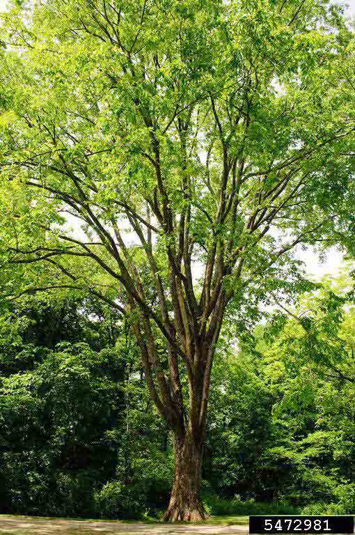 American elm tree