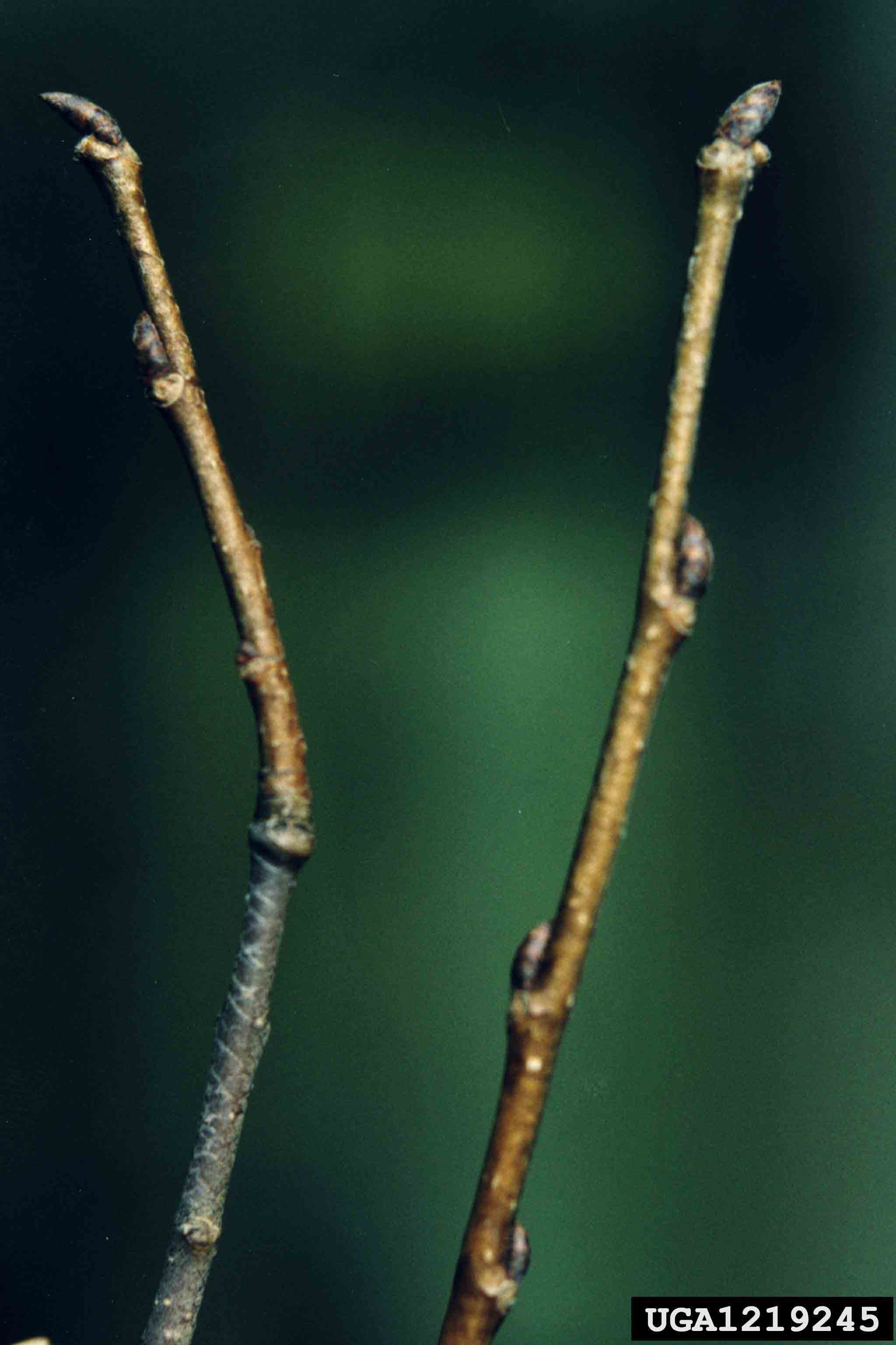 American elm twigs