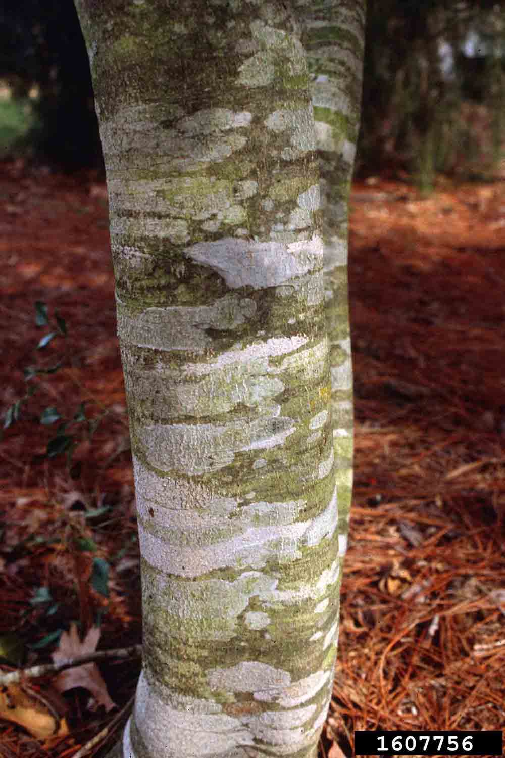 American holly bark on trunk