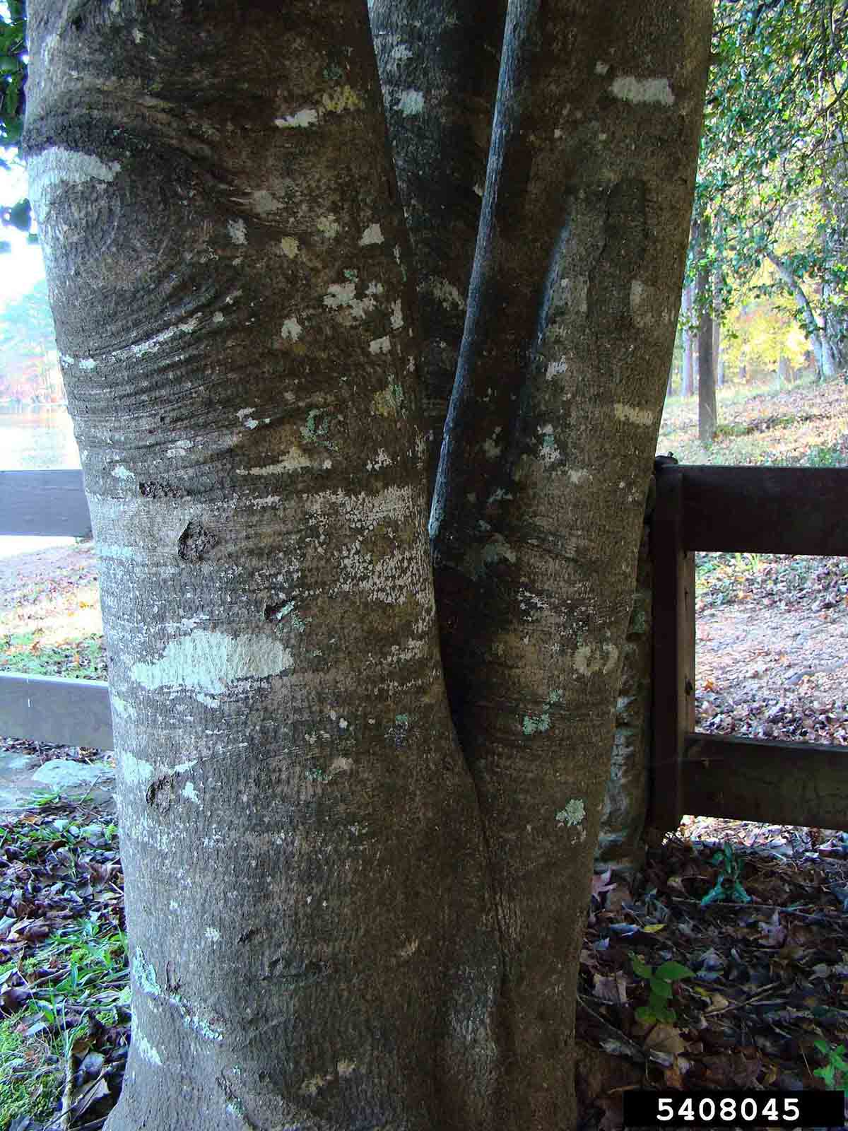 American holly bark on trunk