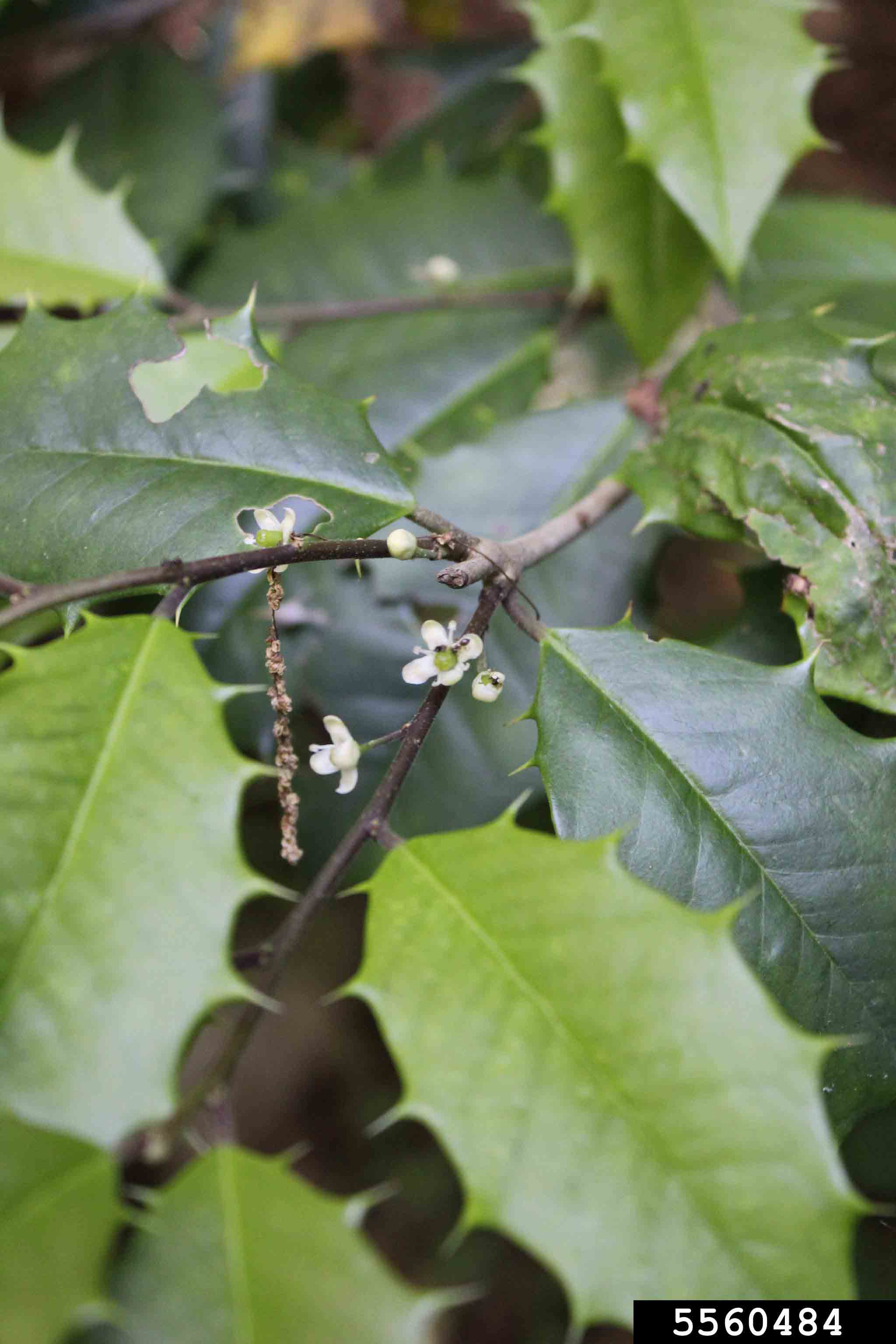 American holly flowers