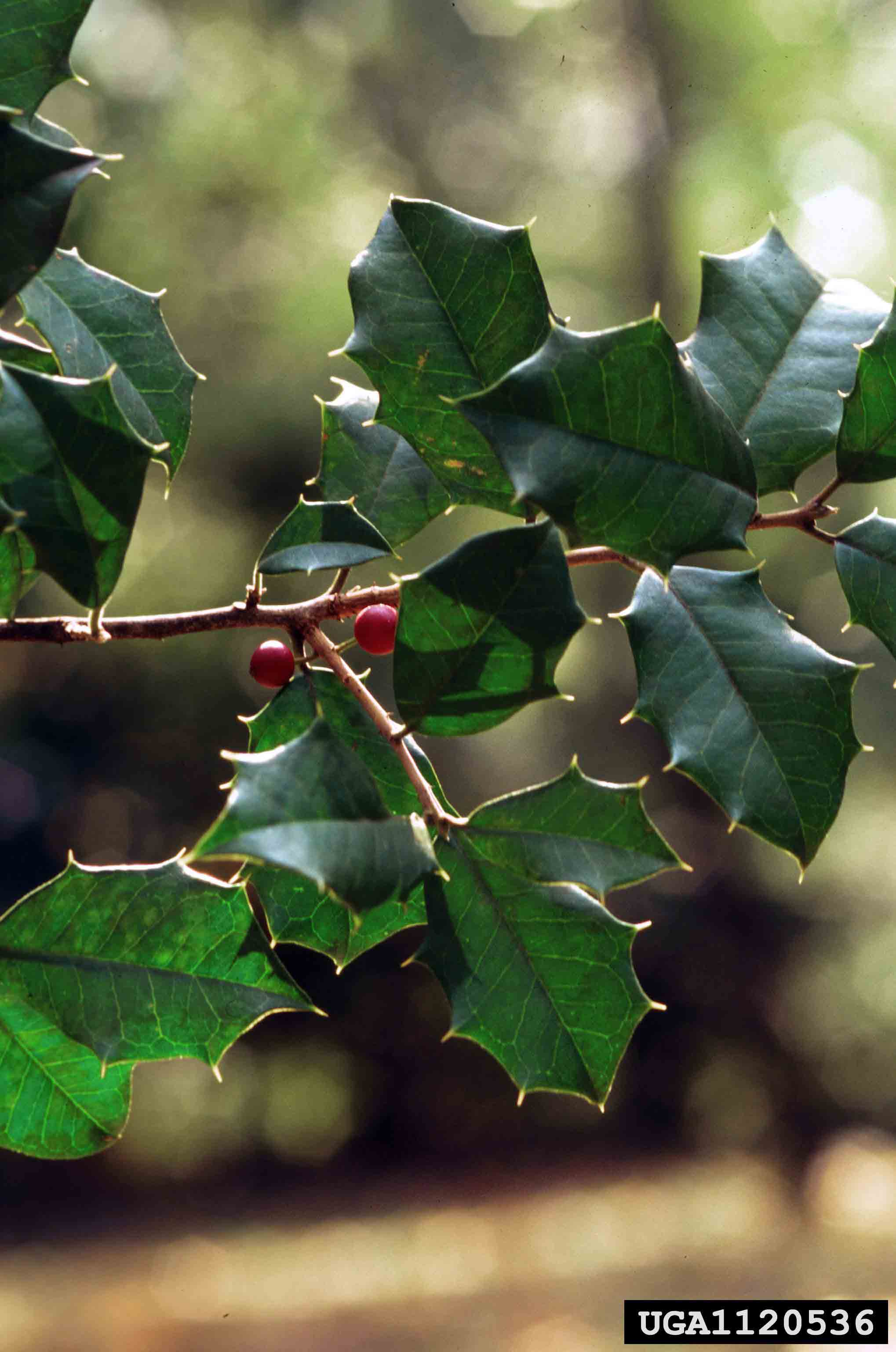 American holly leaves, showing spiny teeth