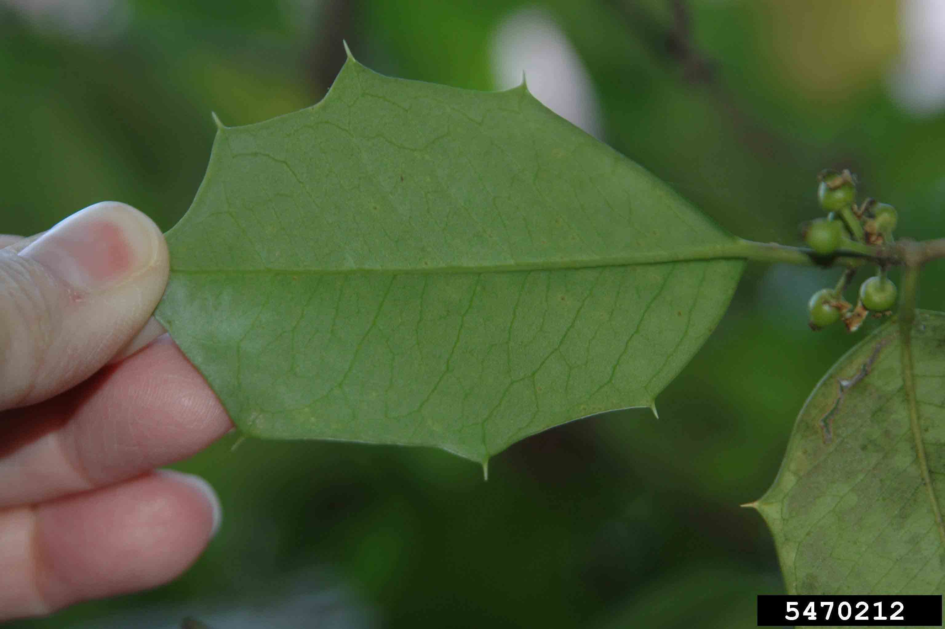 American holly leaf, underside