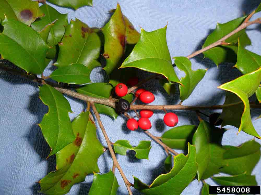 American holly fruit and leaves