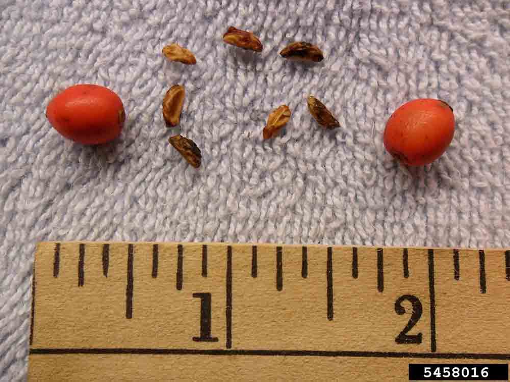 American holly fruit and seeds