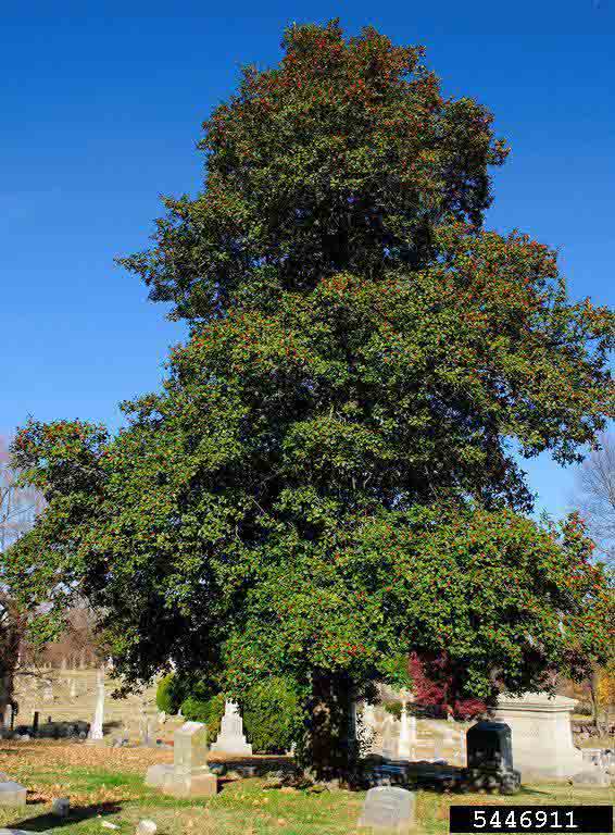 American holly tree
