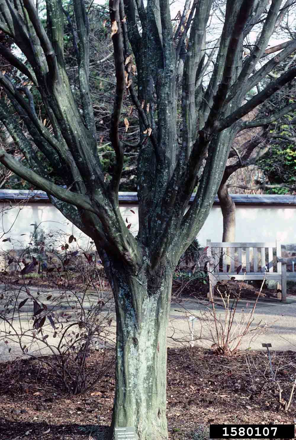 American hornbeam bark on trunk
