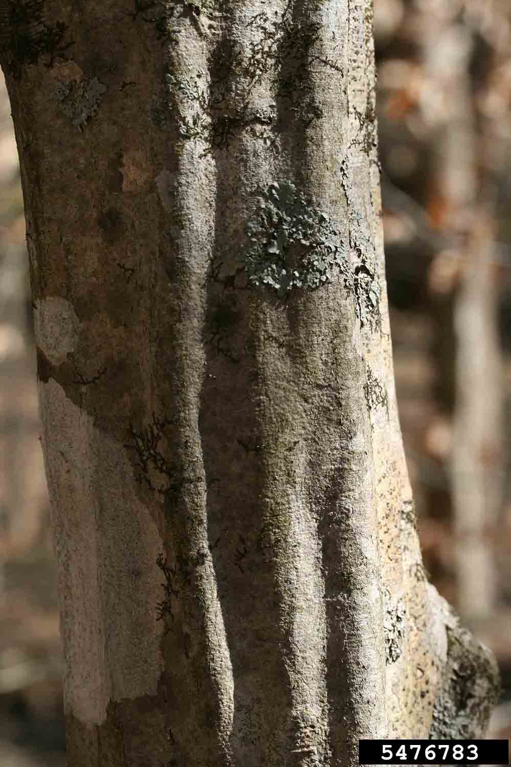 American hornbeam bark on trunk