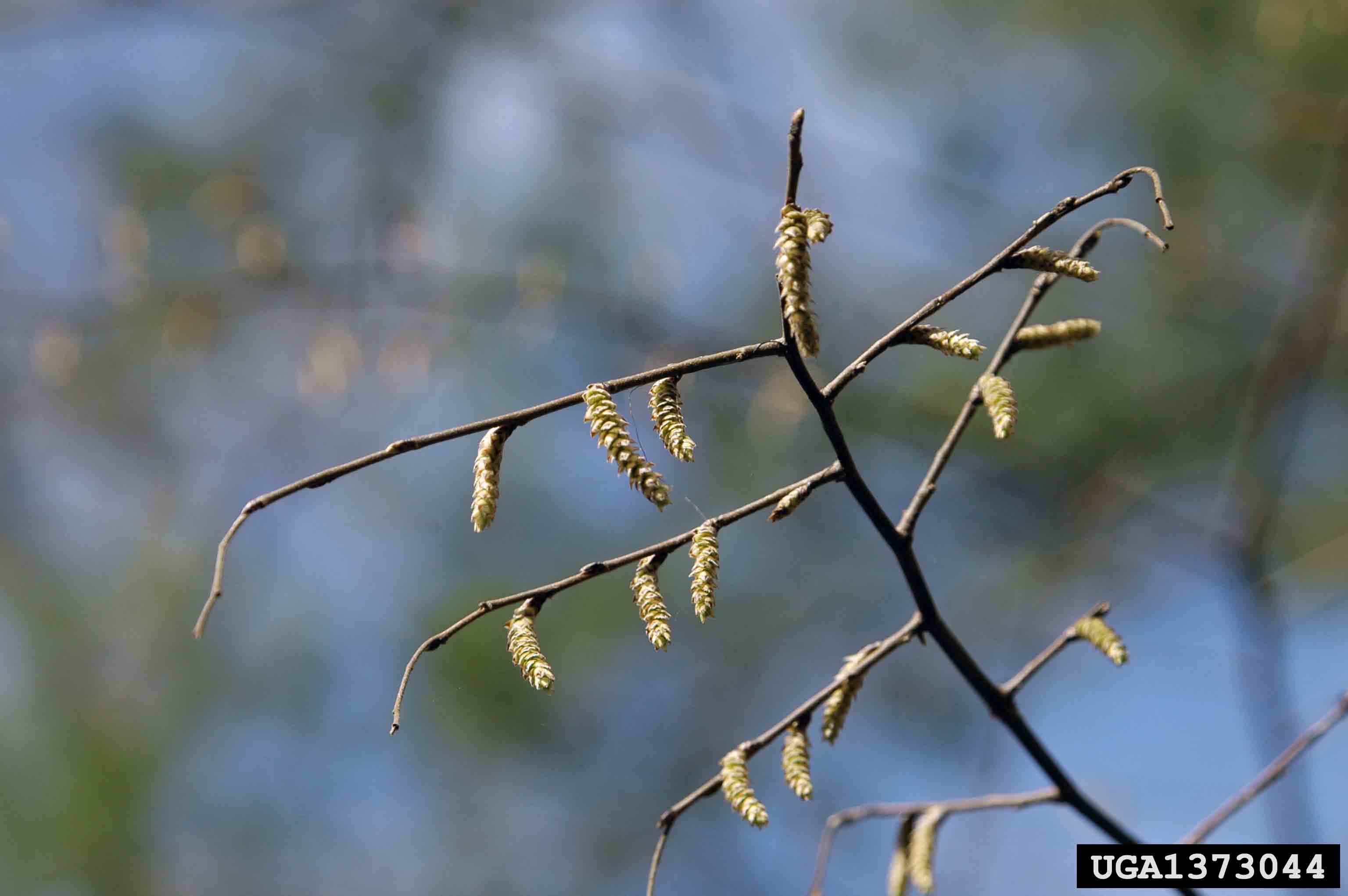 American hornbeam flowers