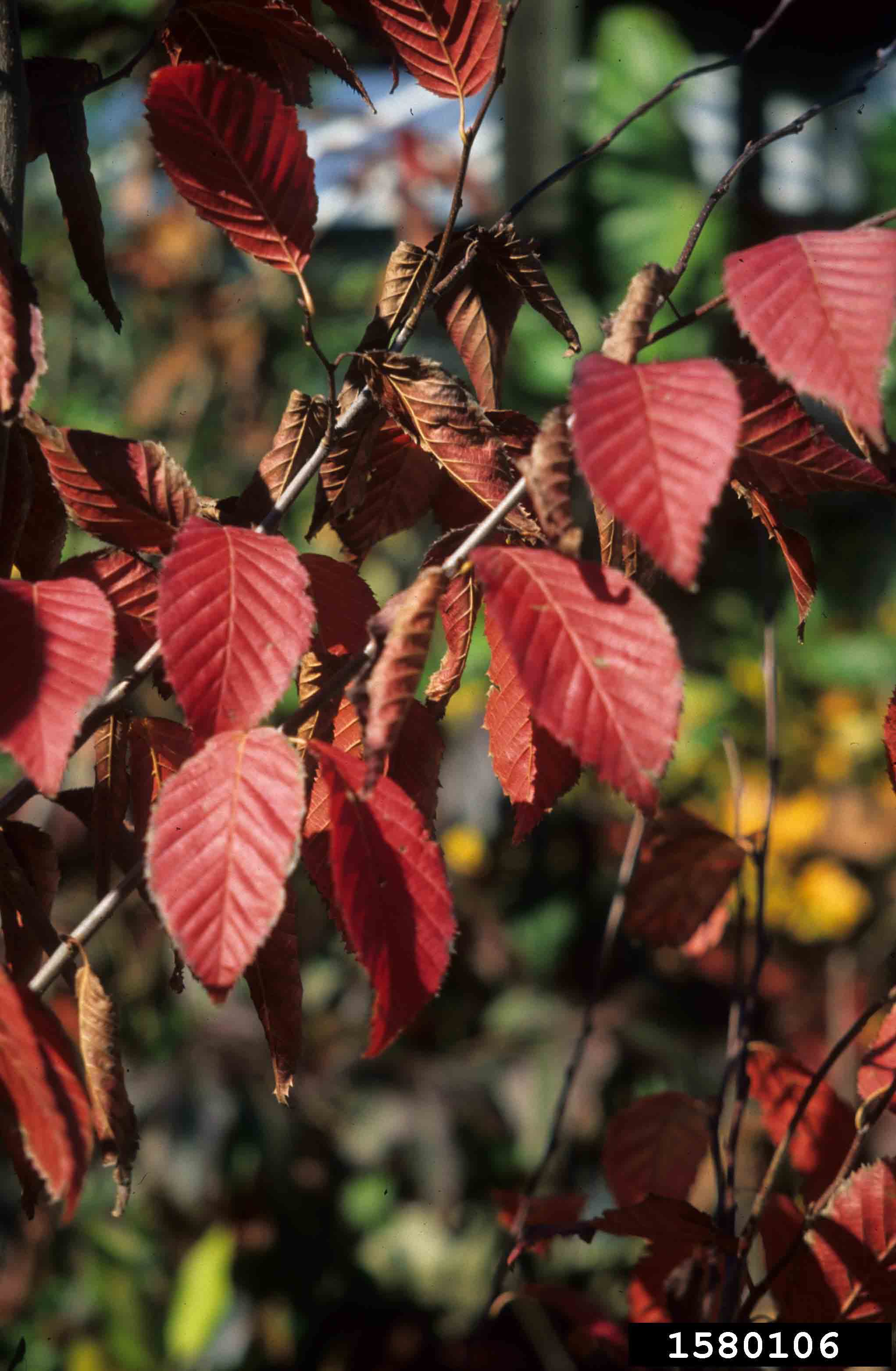 American hornbeam leaves, fall