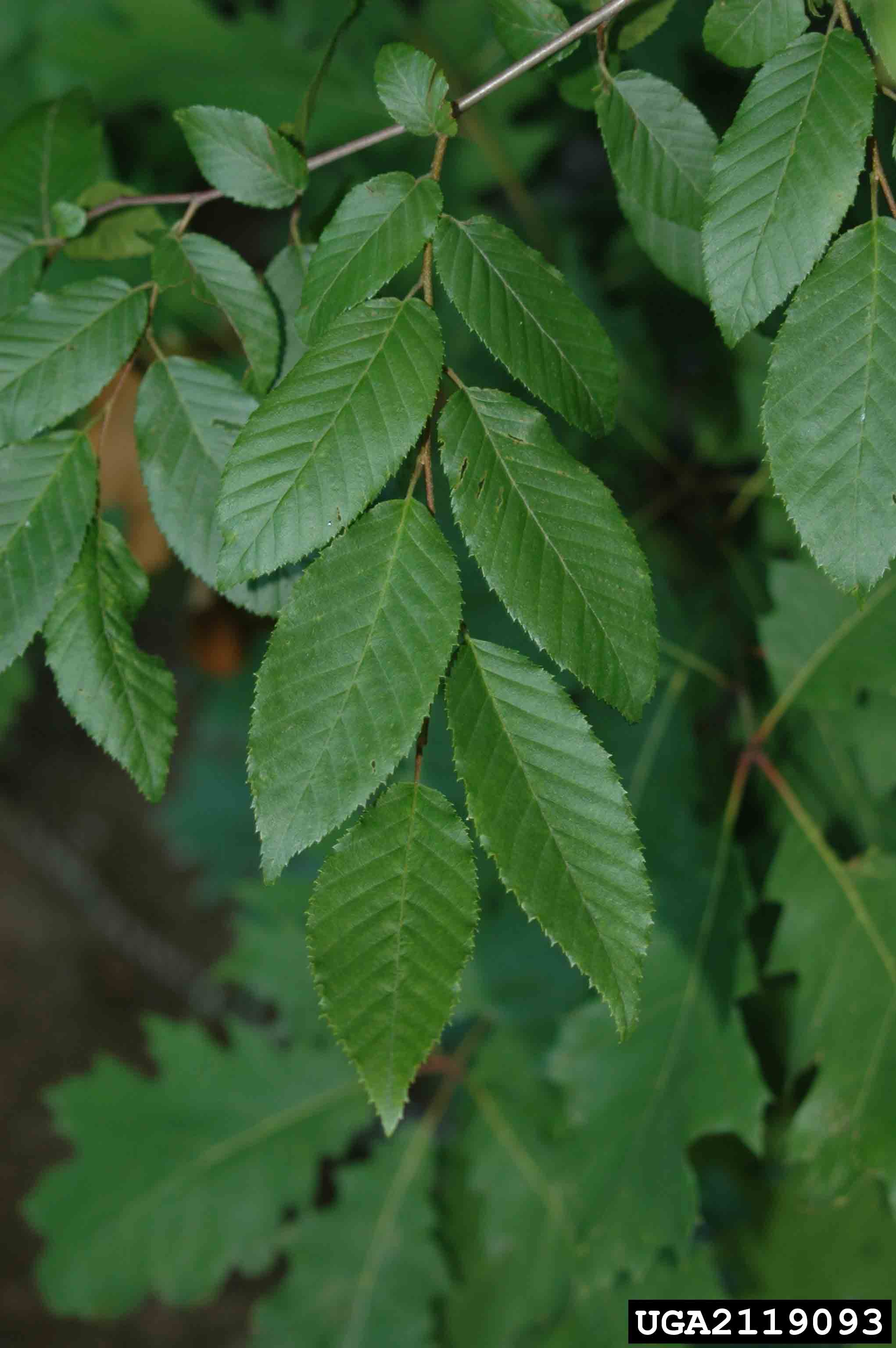 American hornbeam leaves, showing toothed margins and alternate arrangement