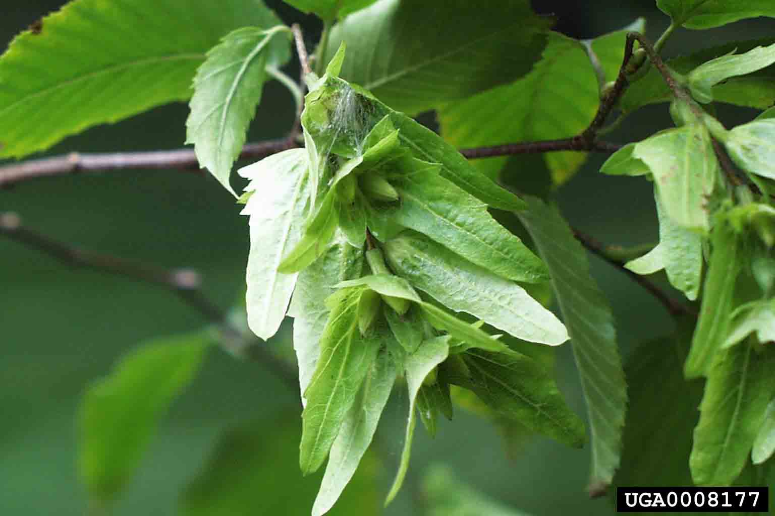 American hornbeam fruit