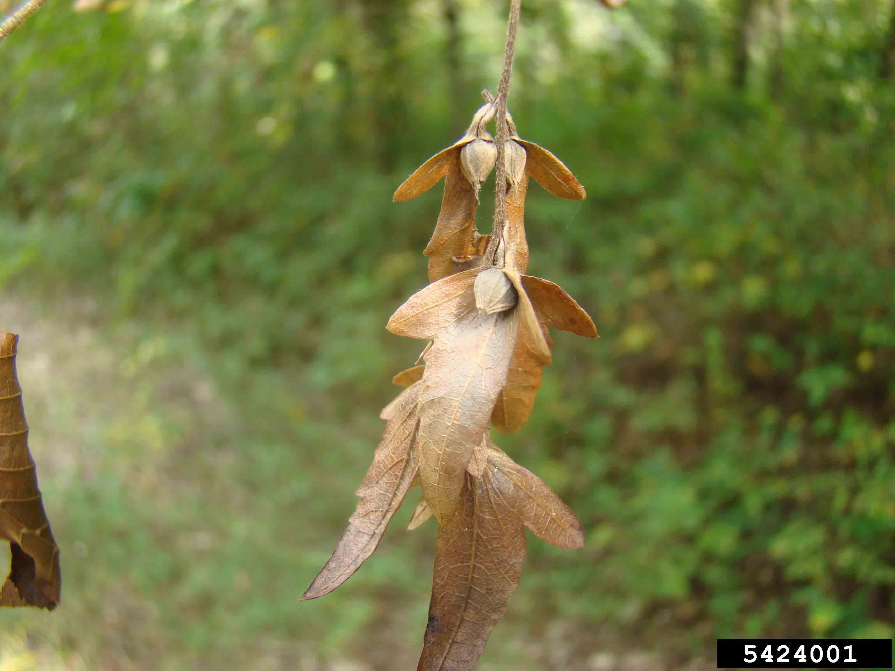 American hornbeam fruit