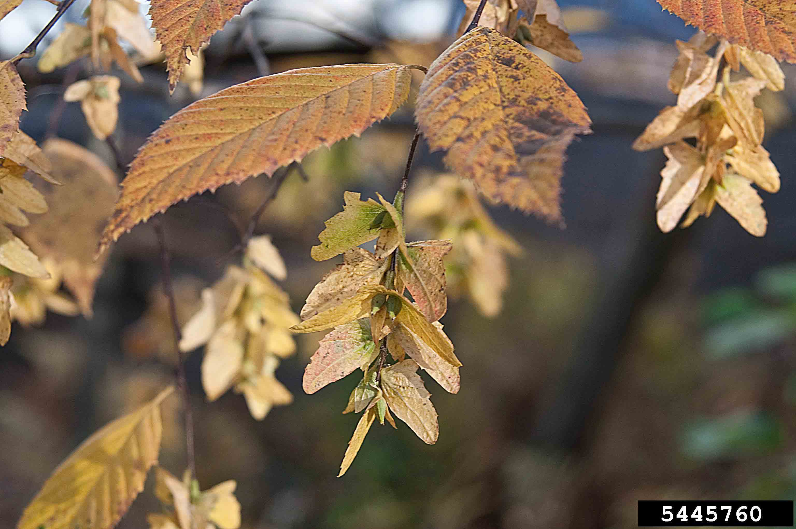 American hornbeam fruit
