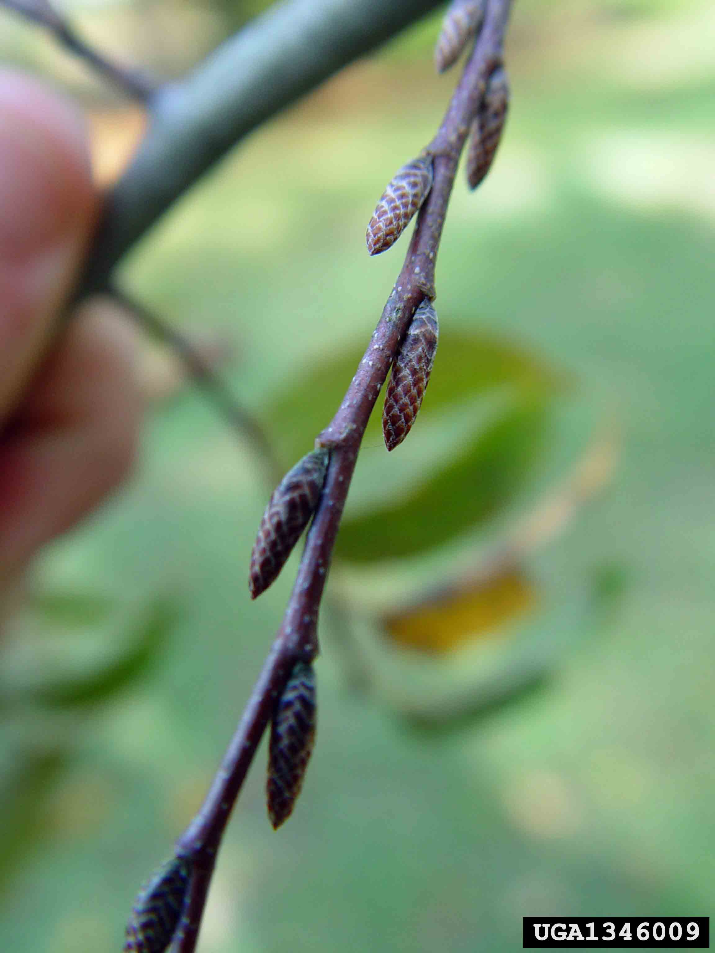 American hornbeam twig with buds
