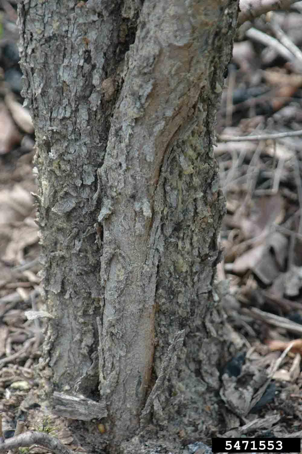 American smoketree bark on trunk