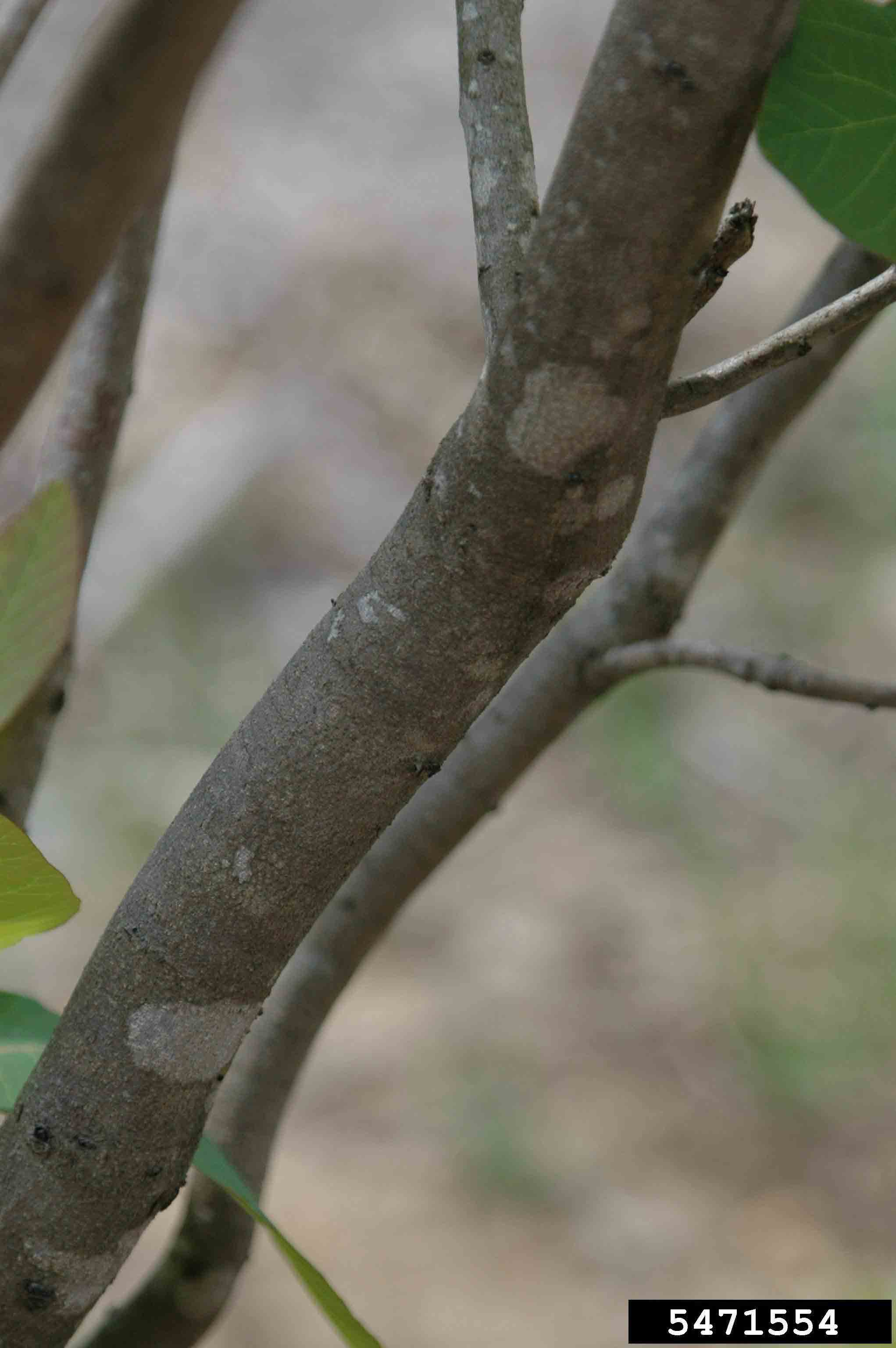 American smoketree bark on branch